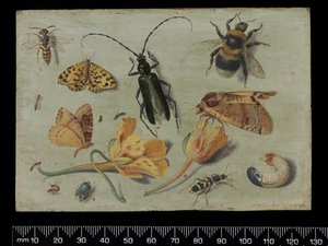 Insectos de Jan van Kessel the Elder